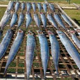 চুরি শুটকি ||Churi shutki  (500 gram)